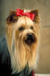 yorkshirsky terier I